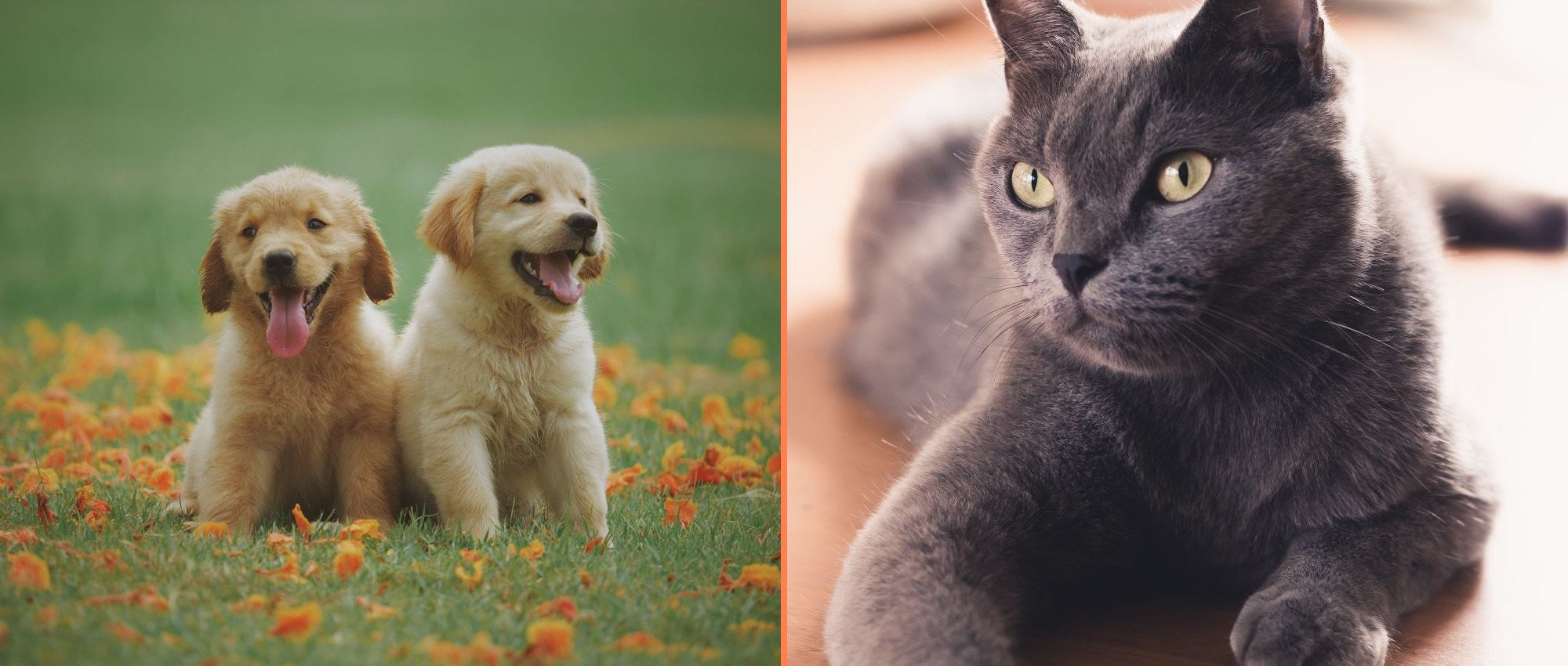 Happy dog and cat - premium pet products