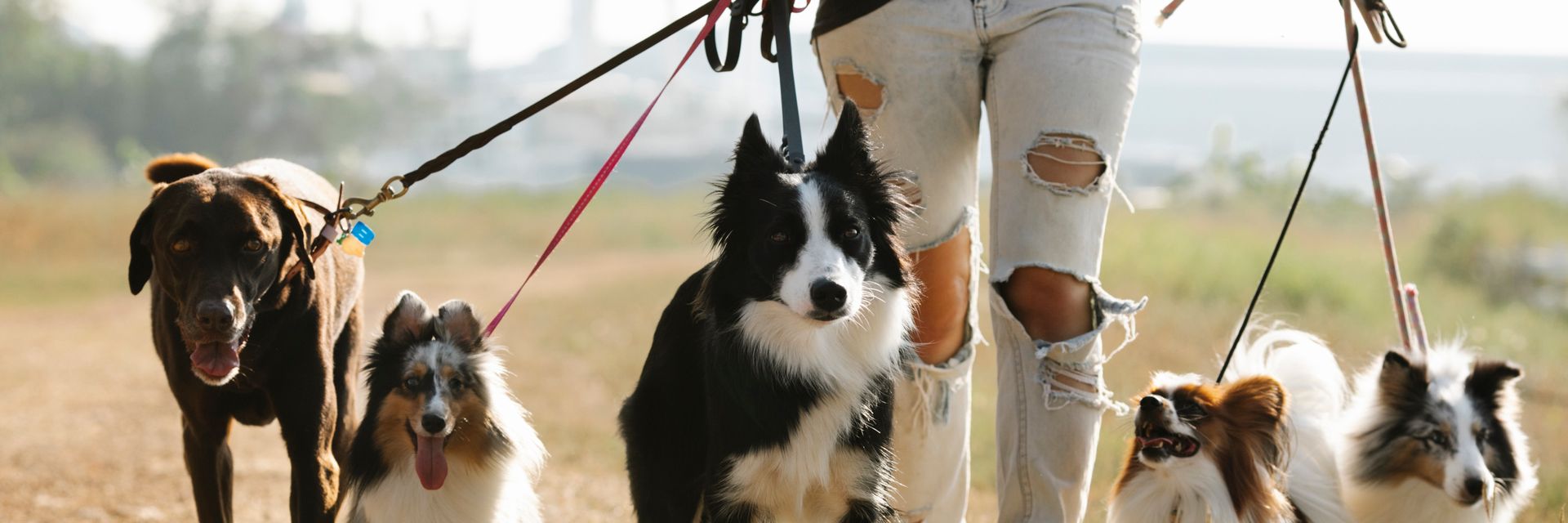 Happy dogs on a walk