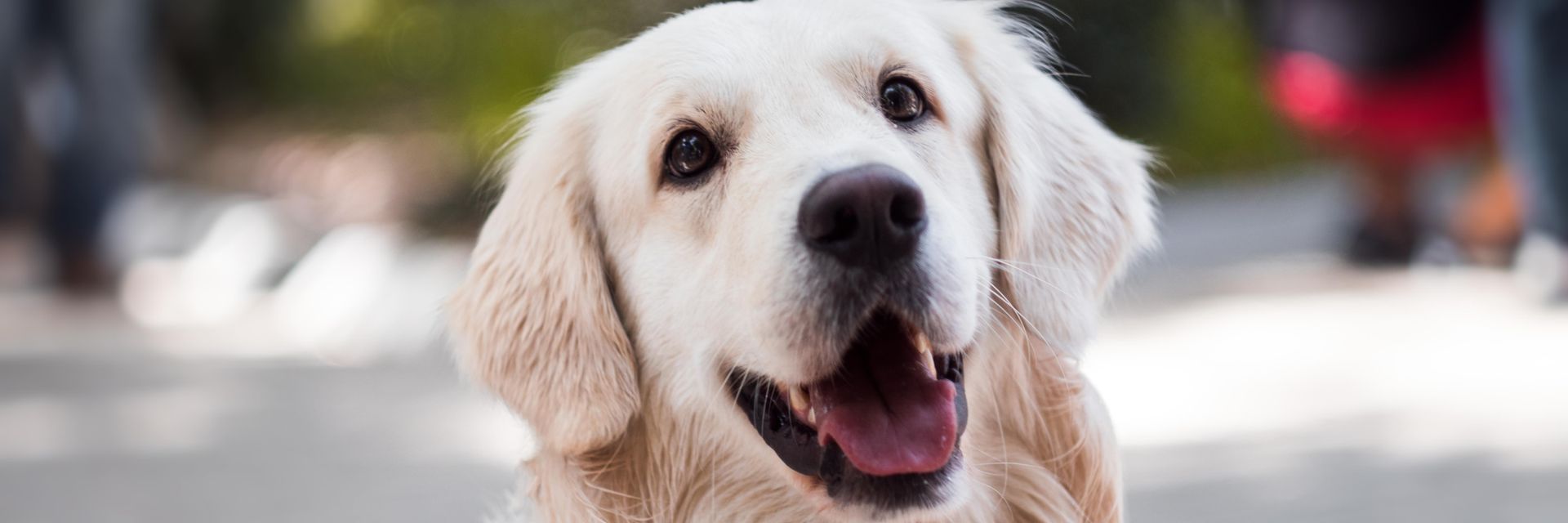 Smiling happy dog