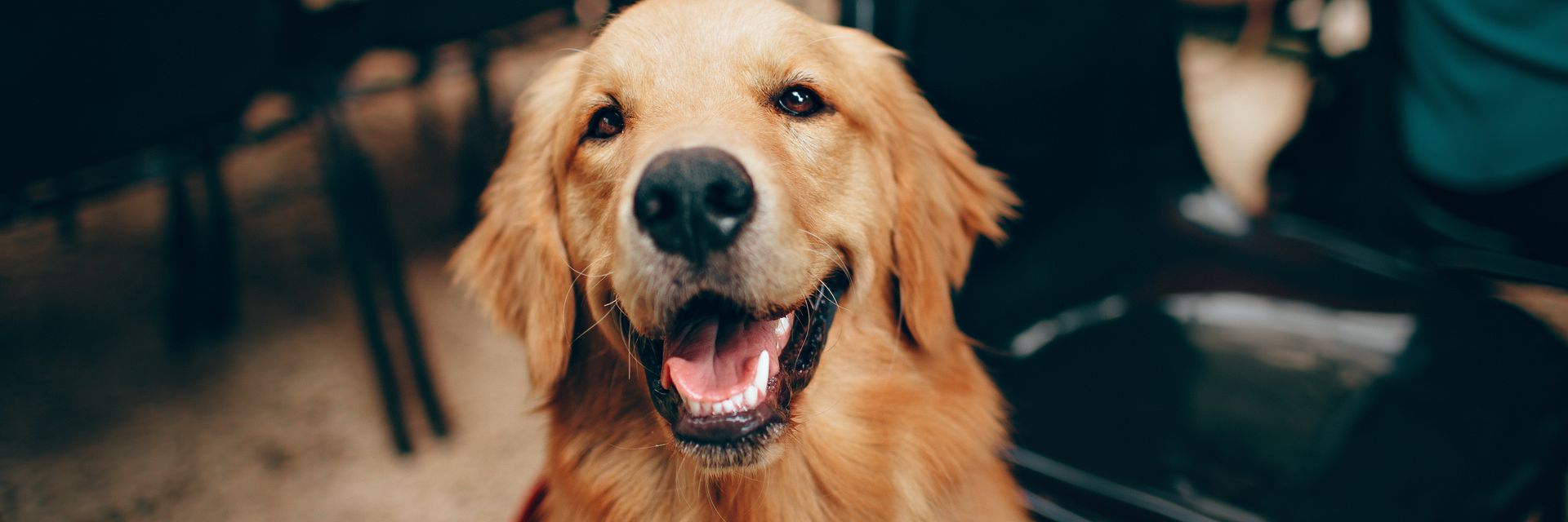 Happy golden retriever